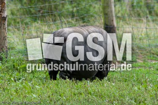 Hängebauchschwein (6 von 37).jpg
